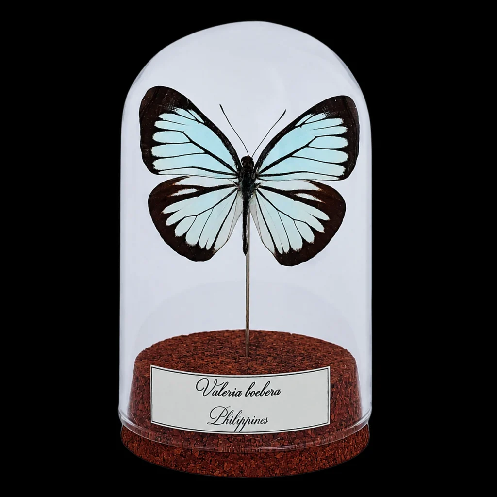Valeria boebera in Glass Cloche 10 cm, Philippines