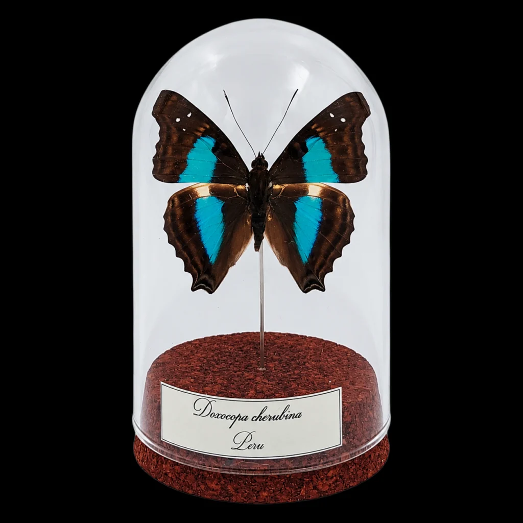Doxocopa cherubina in Glass Cloche 10 cm, Peru