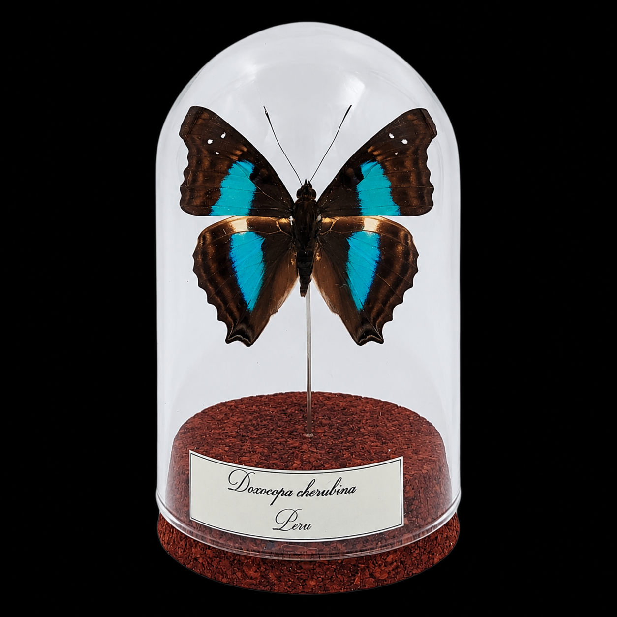 Doxocopa cherubina in Glass Cloche 10 cm, Peru - preview photo 1123