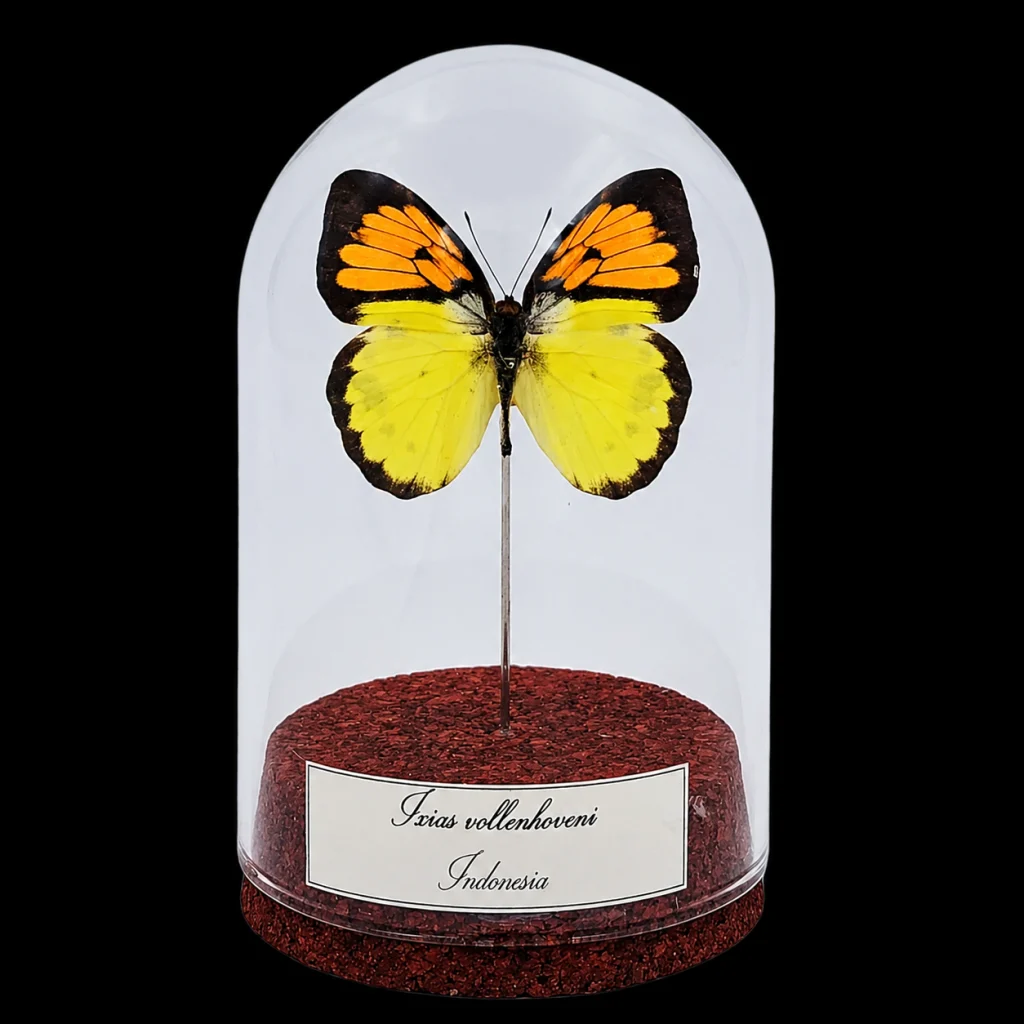 Ixias vollenhoveni in Glass Cloche 10 cm, Indonesia