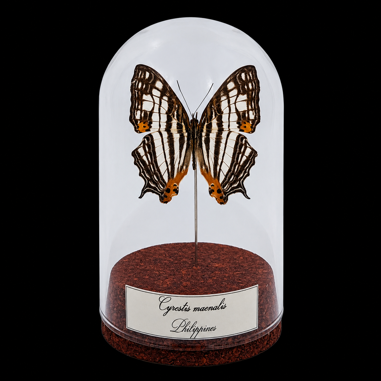 Cyrestis maenalis in Glass Cloche 10 cm, Philippines - preview photo 1123