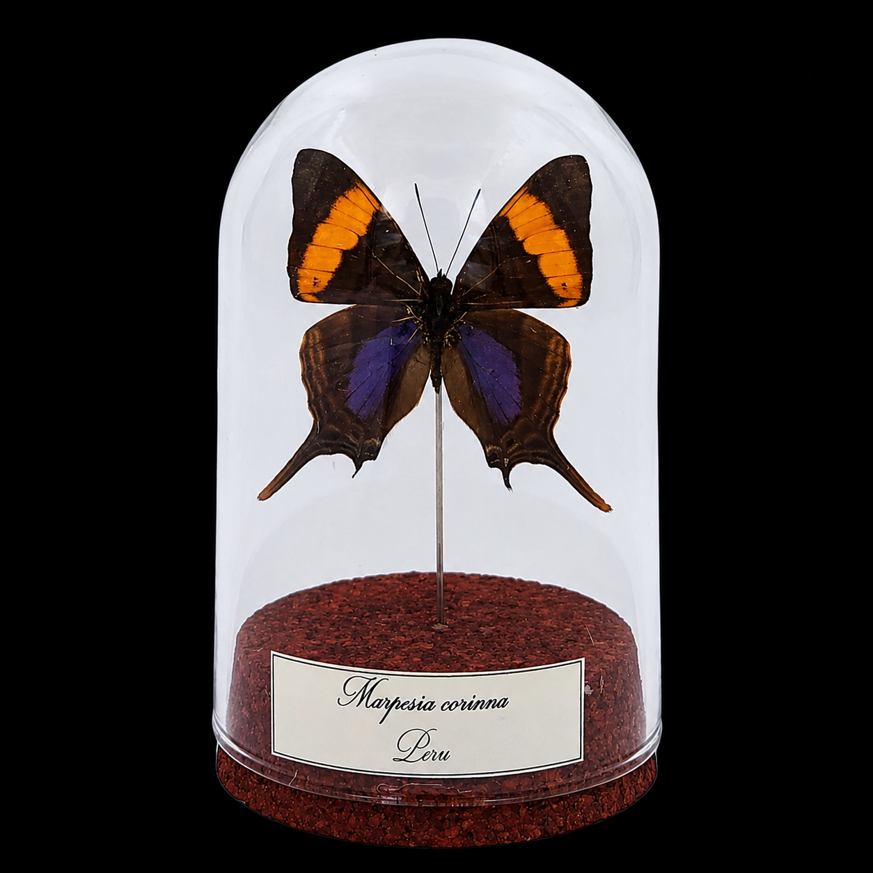 Marpesia corinna in Glass Cloche 10 cm, Peru - preview photo 1123