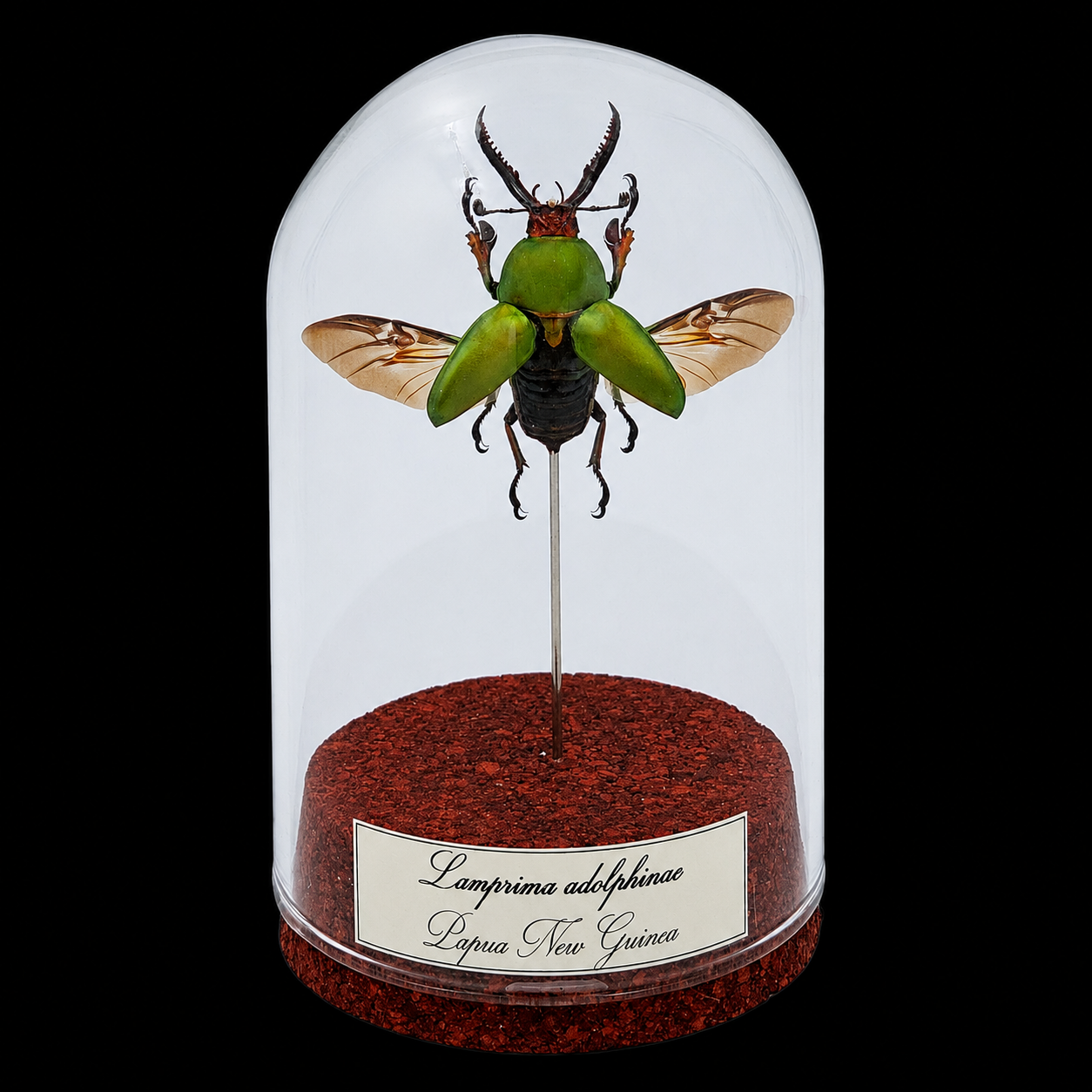 ChatGPT Image 14 июл. 2026 г., 10_33_18 Lamprima adolphinae in Glass Cloche 10 cm, Papua New Guinea123