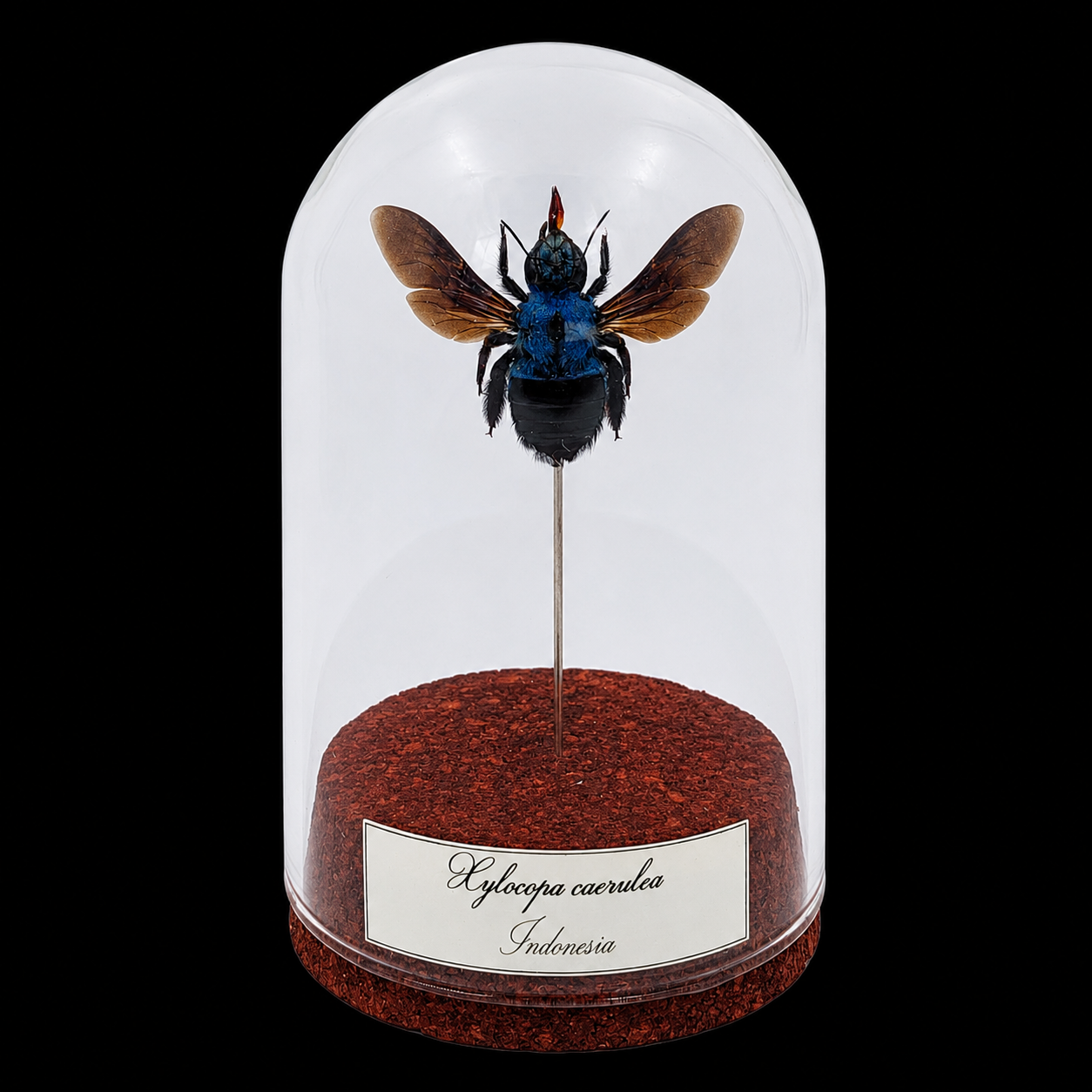 Xylocopa caerulea in Glass Cloche 10 cm, Indonesia - preview photo 1123
