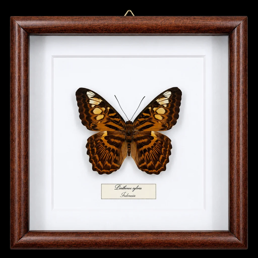 Parthenos sylvia in Frame, Indonesia