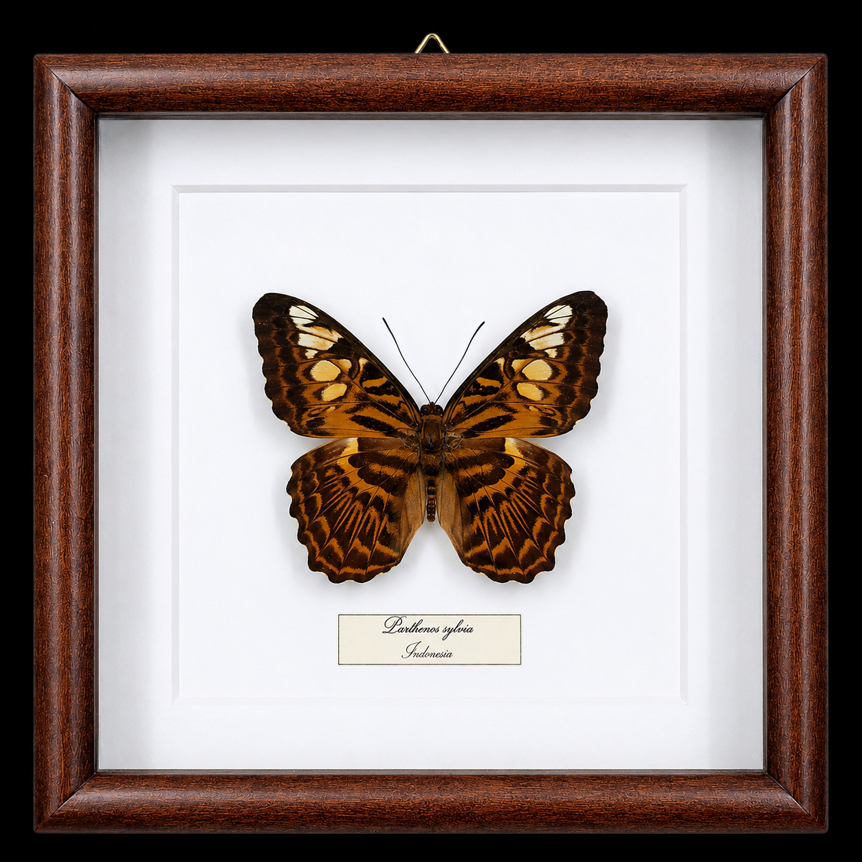 Parthenos sylvia in Frame, Indonesia - preview photo 1123