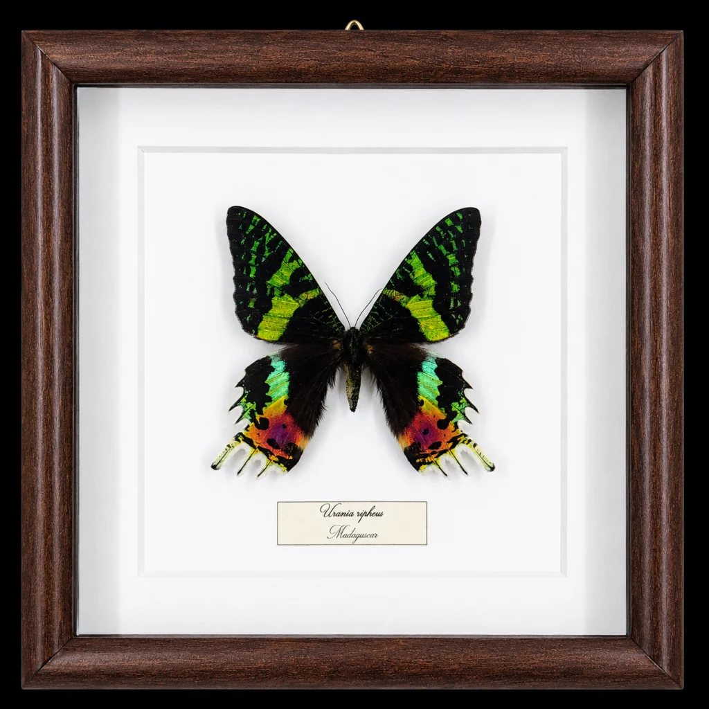 Urania ripheus in Frame, Madagascar