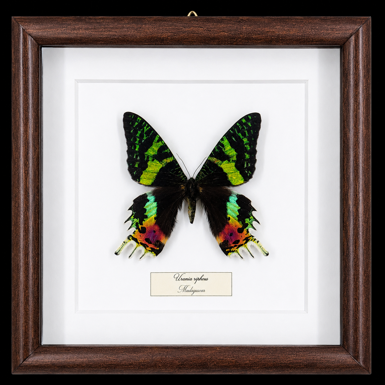 Urania ripheus in Frame, Madagascar - preview photo 1123