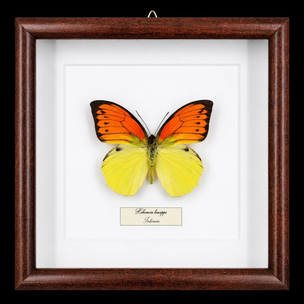 Hebomoia leucippe in Frame, Indonesia
