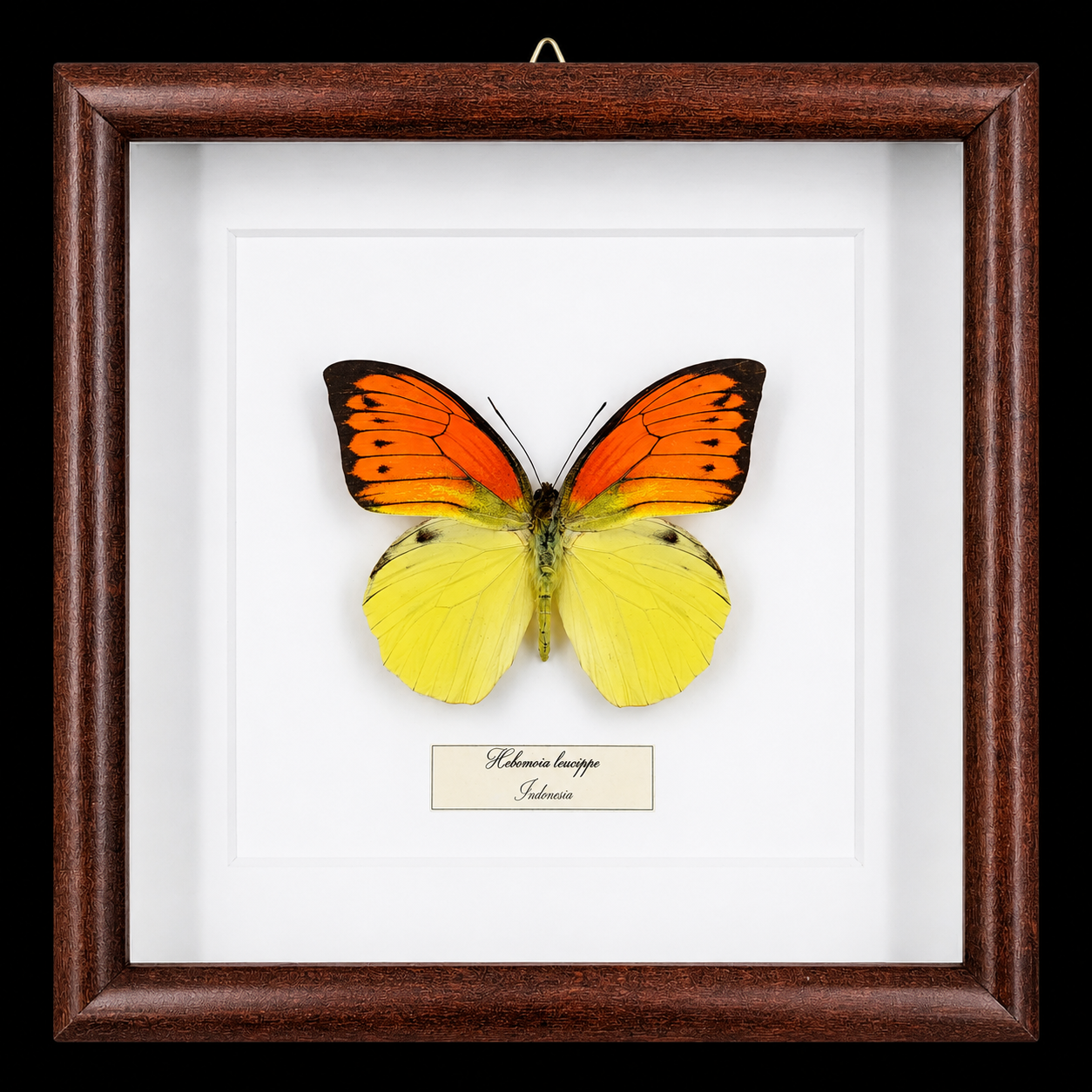 Hebomoia leucippe in Frame, Indonesia - preview photo 1123