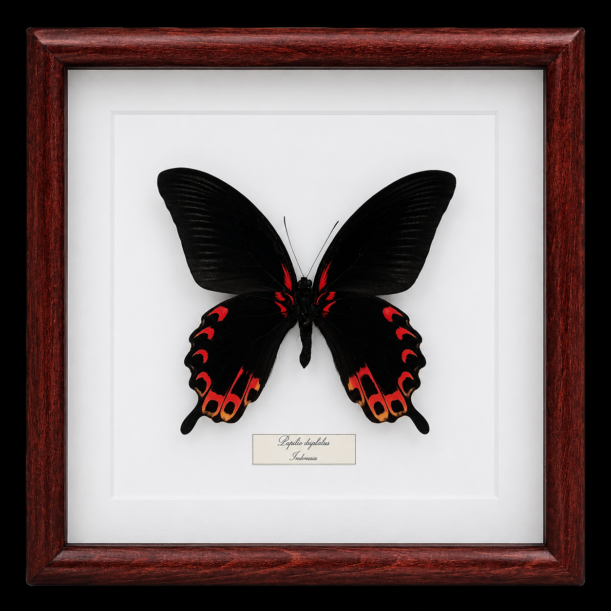 Papilio deiphobus in Frame, Indonesia - preview photo 1123
