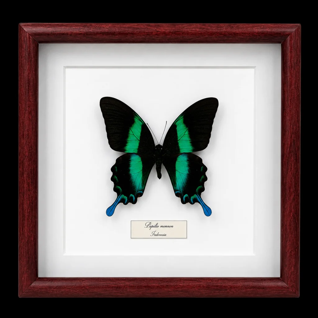 Papilio blumei in Frame, Indonesia