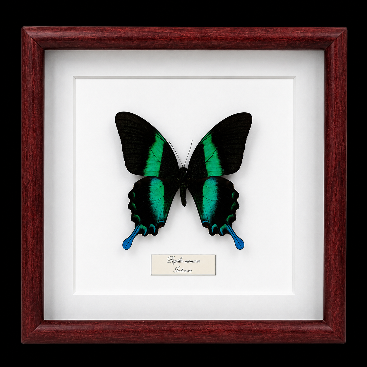 Papilio blumei in Frame, Indonesia - preview photo 1123