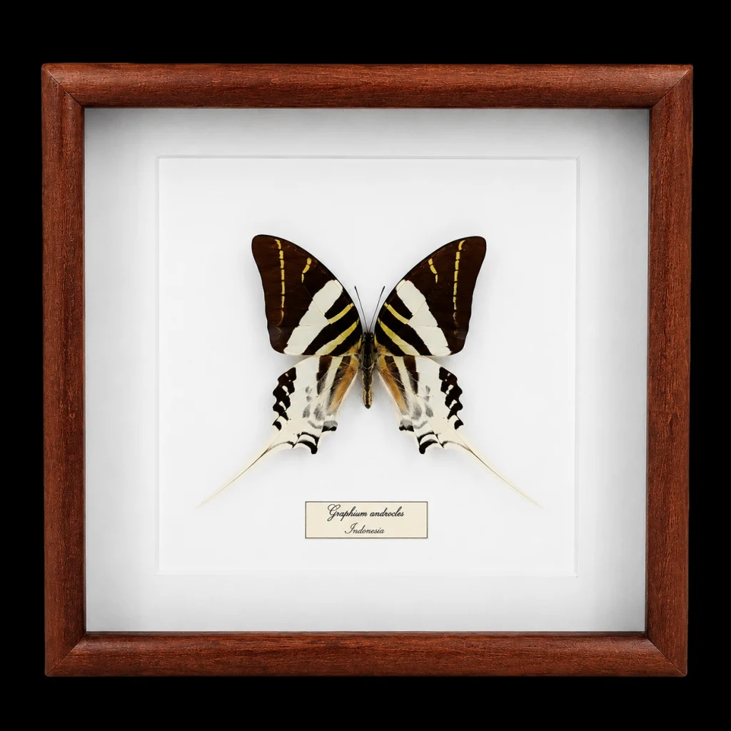 Graphium androcles in Frame, Indonesia