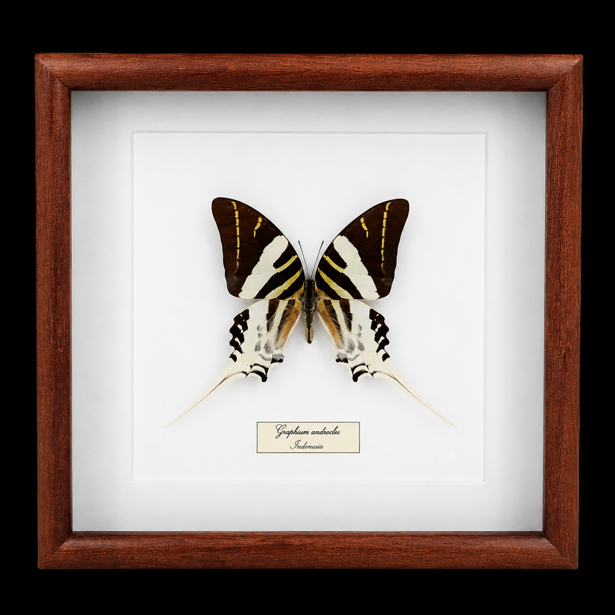 Graphium androcles in Frame, Indonesia - preview photo 1123