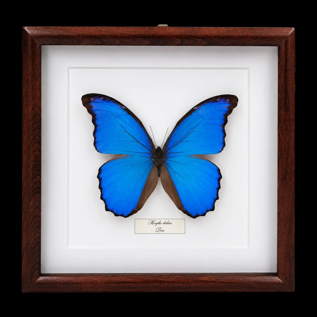 Morpho didius in Frame, Peru