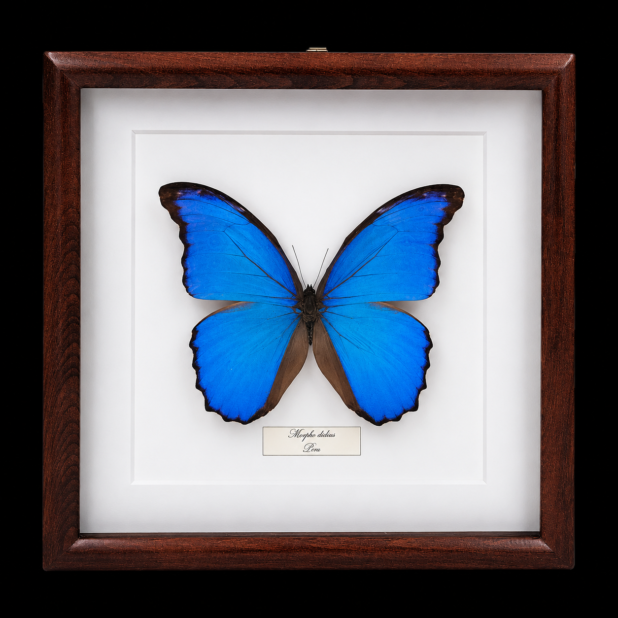 Morpho didius in Frame, Peru - preview photo 1123
