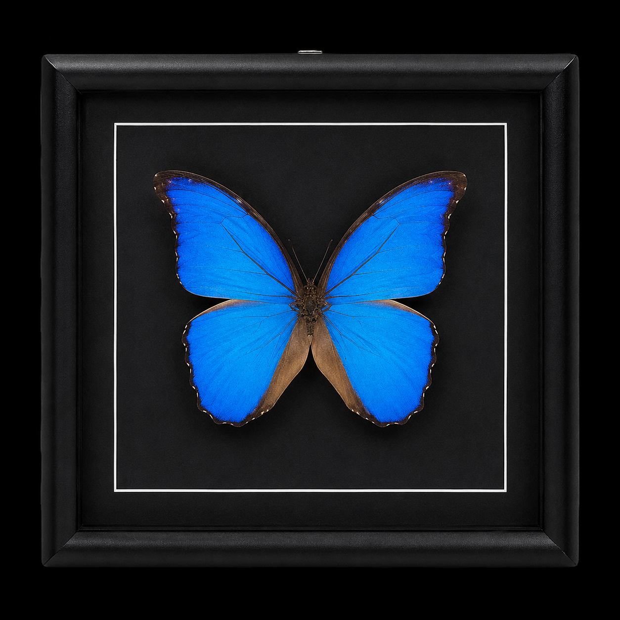 Morpho didius in Black Frame, Peru - preview photo 1123