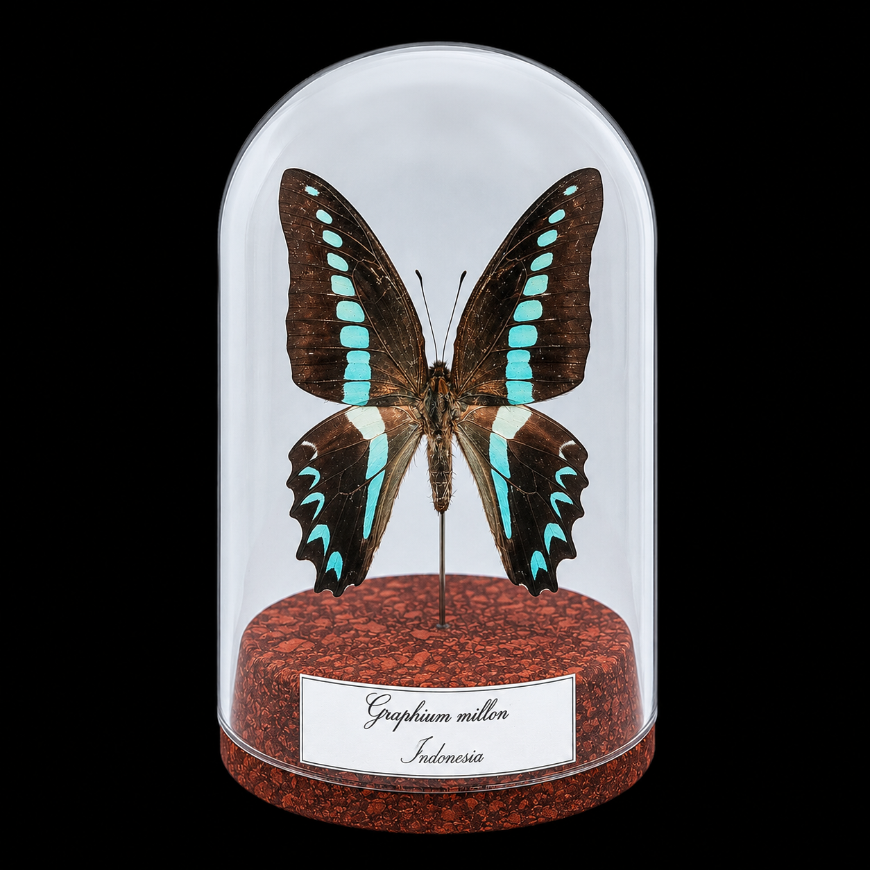 Graphium milon in Glass Cloche 12 cm, Indonesia - preview photo 1123
