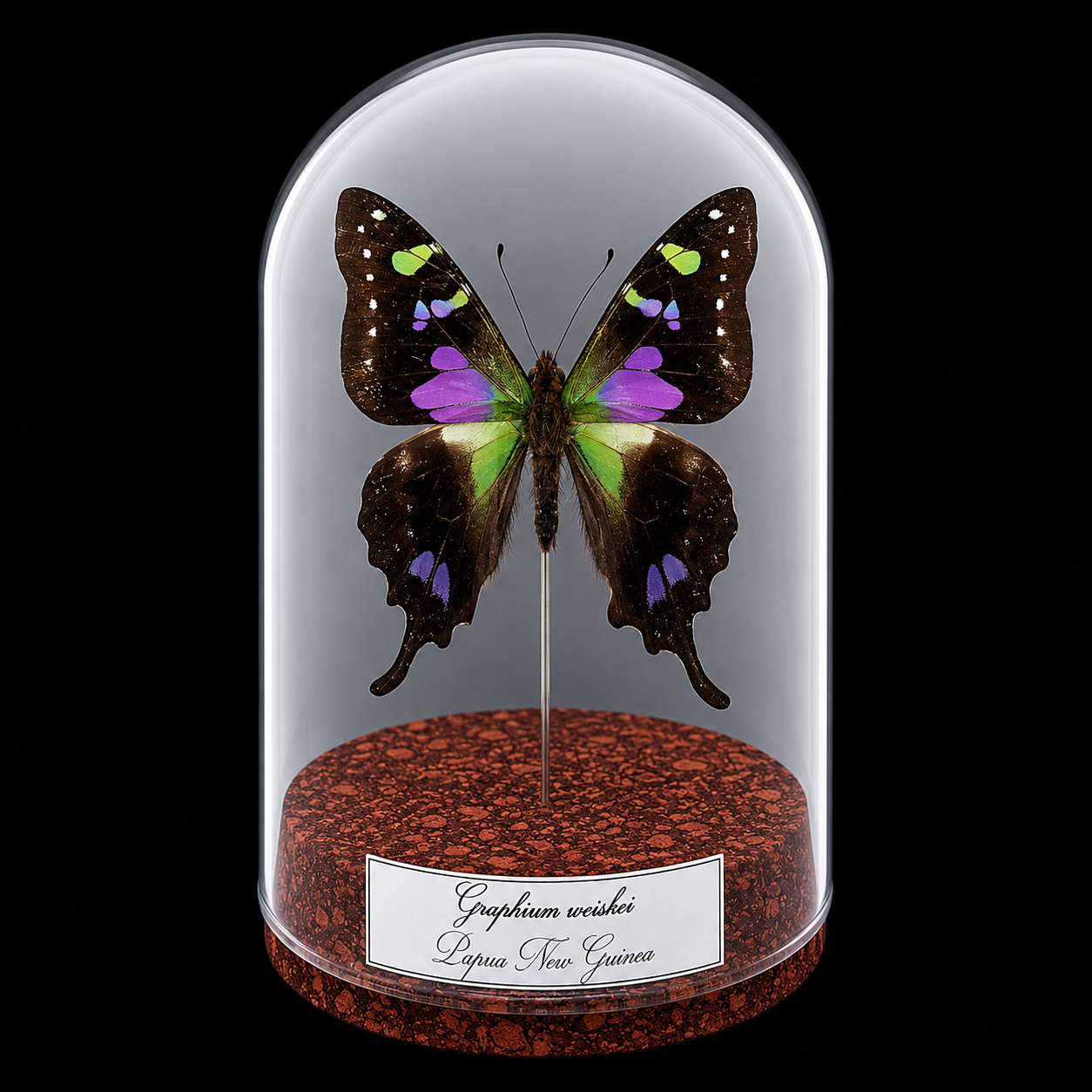 ChatGPT Image 8 июл. 2026 г., 11_43_38 Graphium weiskei in Glass Cloche 12 cm, Papua New Guinea123