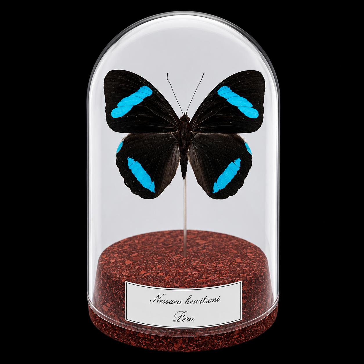 Nessaea hewitsoni in Glass Cloche 12 cm, Peru - preview photo 1123