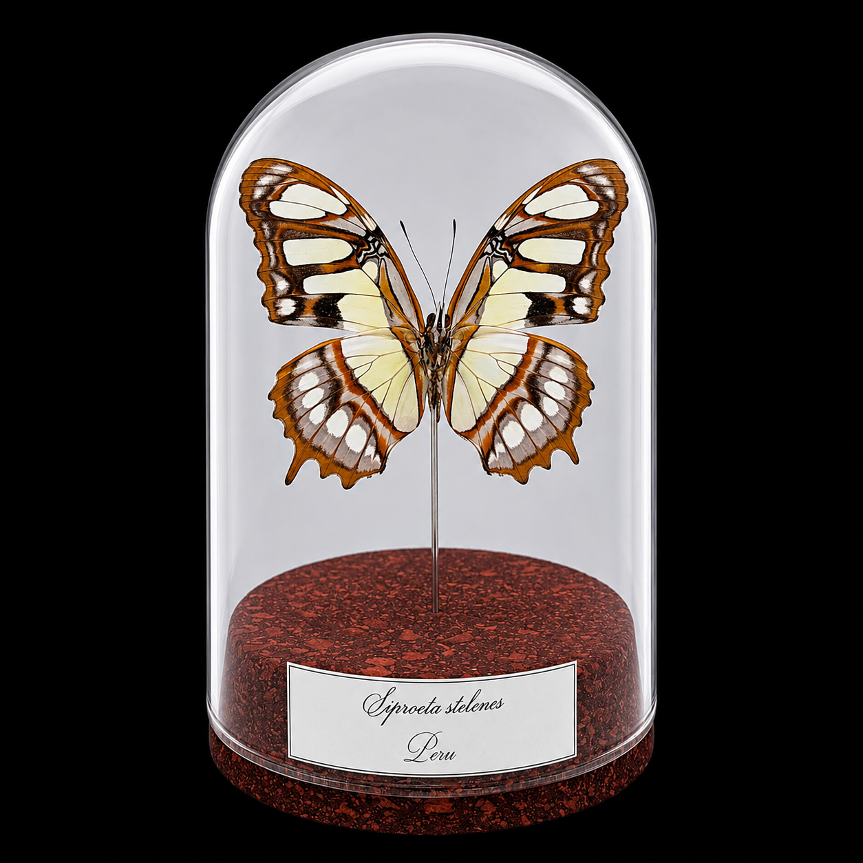 Siproeta stelenes in Glass Cloche 12 cm, Peru - preview photo 1123