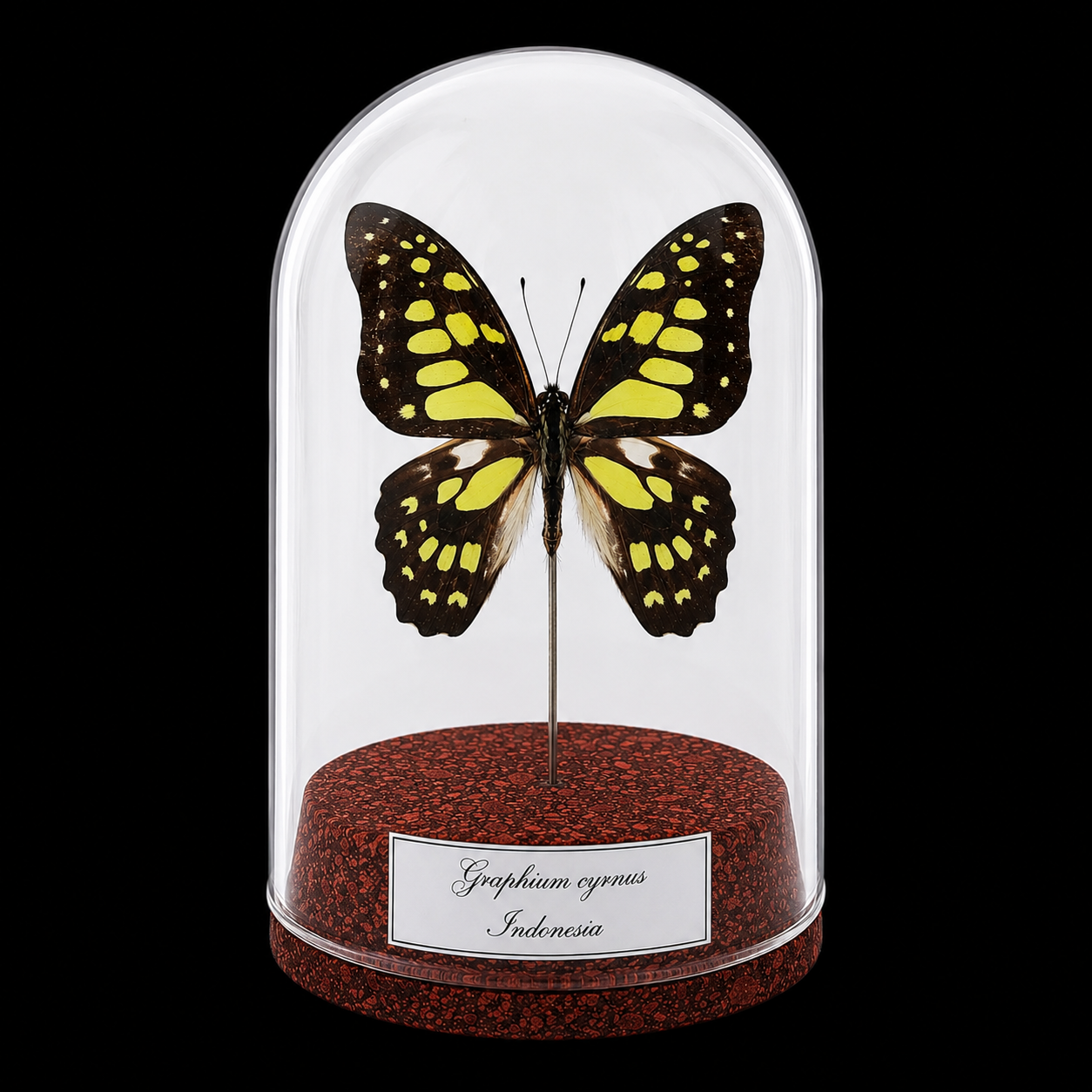 Graphium cyrnus in Glass Cloche 12 cm, Indonesia - preview photo 1123
