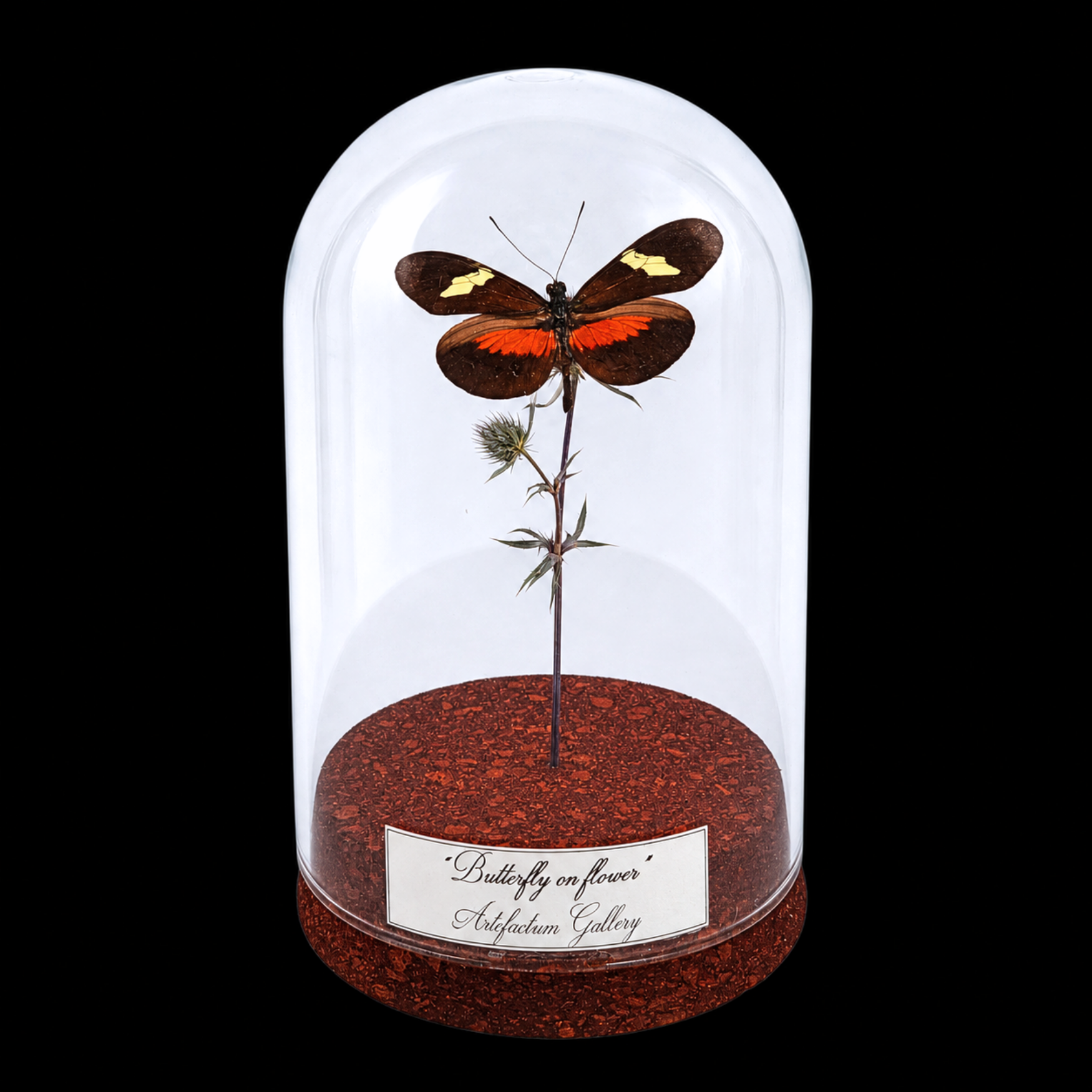 Heliconius clysonymus on dried bloom in Glass cloche 12 cm, Peru - preview photo 1123