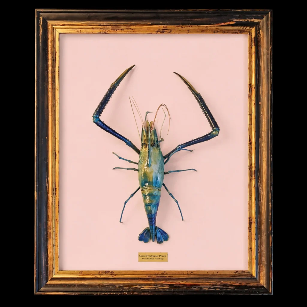 Giant Freshwater Prawn – The Largest Freshwater Crustacean in the World