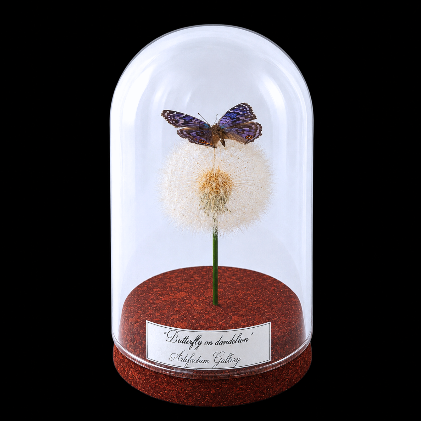 Junonia rhadama on dandelion in Glass Cloche 12 cm, Madagascar - preview photo 1123