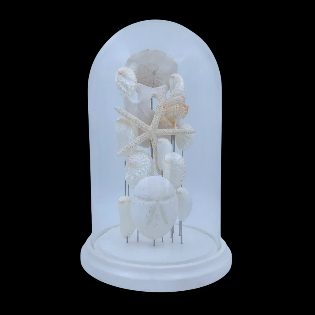 Marine Composition in Glass Cloche 29 cm, Mediterranean Sea