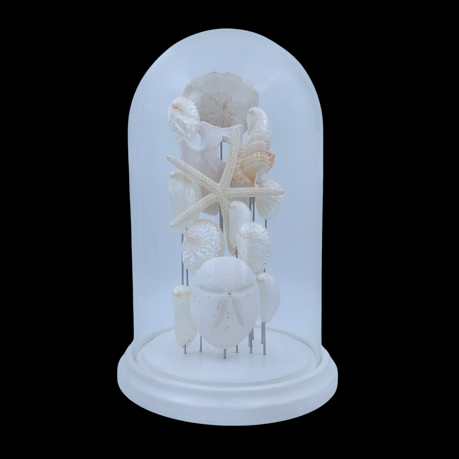 Marine Composition in Glass Cloche 29 cm, Mediterranean Sea - preview photo 1123
