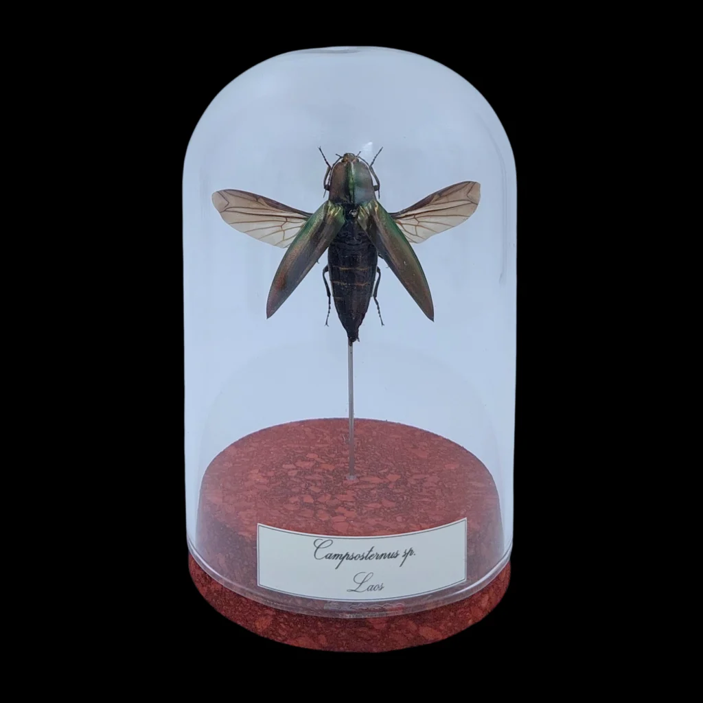 Camposternus sp. in Glass Cloche 12 cm, Laos