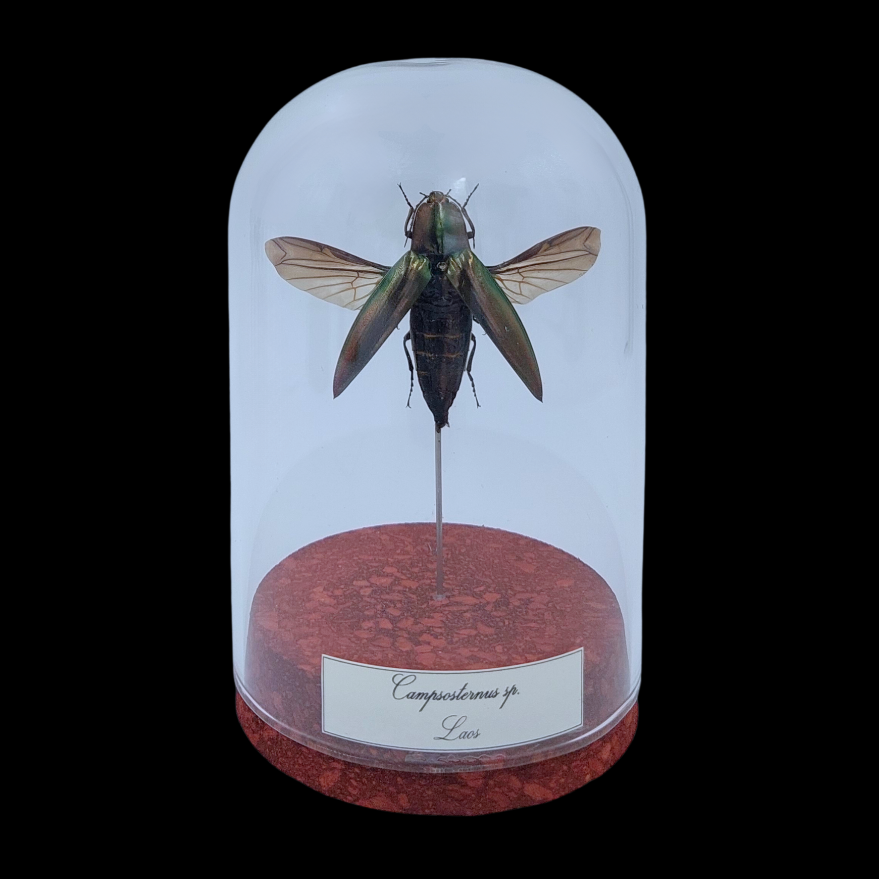 Camposternus sp. in Glass Cloche 12 cm, Laos - preview photo 1123