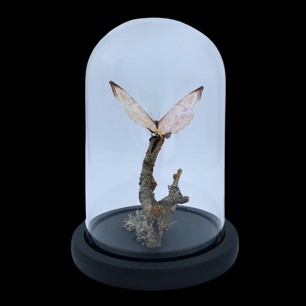 Morpho sulkowskyi in Glass Cloche 22 cm, Peru