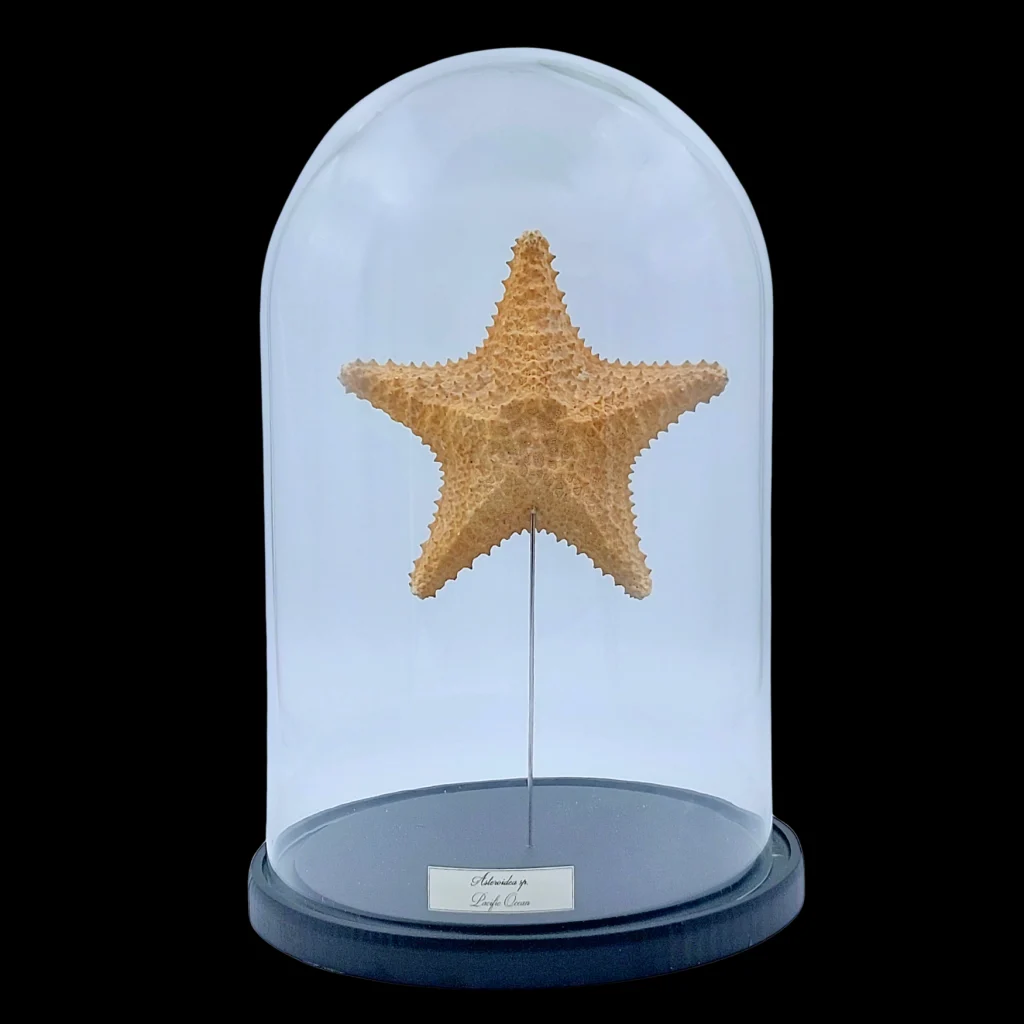 Asteroidea sp. in Glass Cloche 32 cm, Pacific Ocean