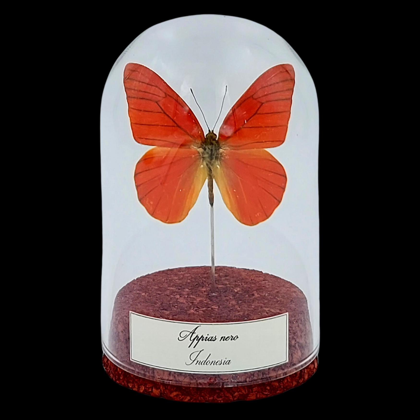 Appias nero in Glass Cloche 10 cm, Indonesia - preview photo 1123