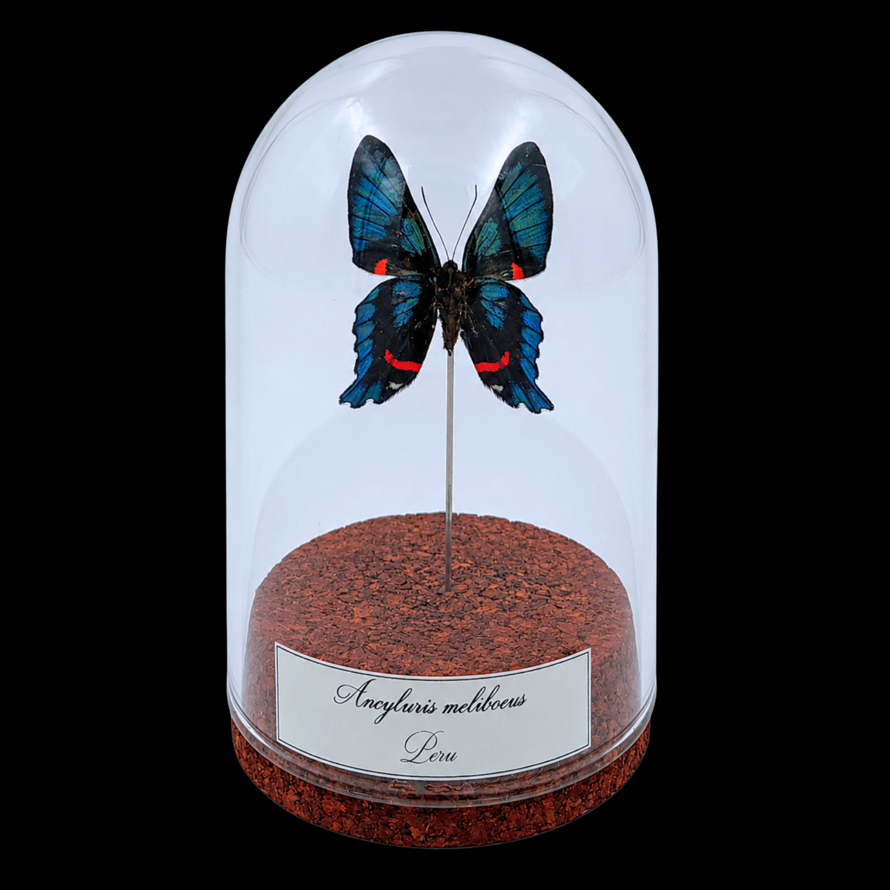 Ancyluris meliboeus in Glass Cloche 10 cm, Peru - preview photo 1123