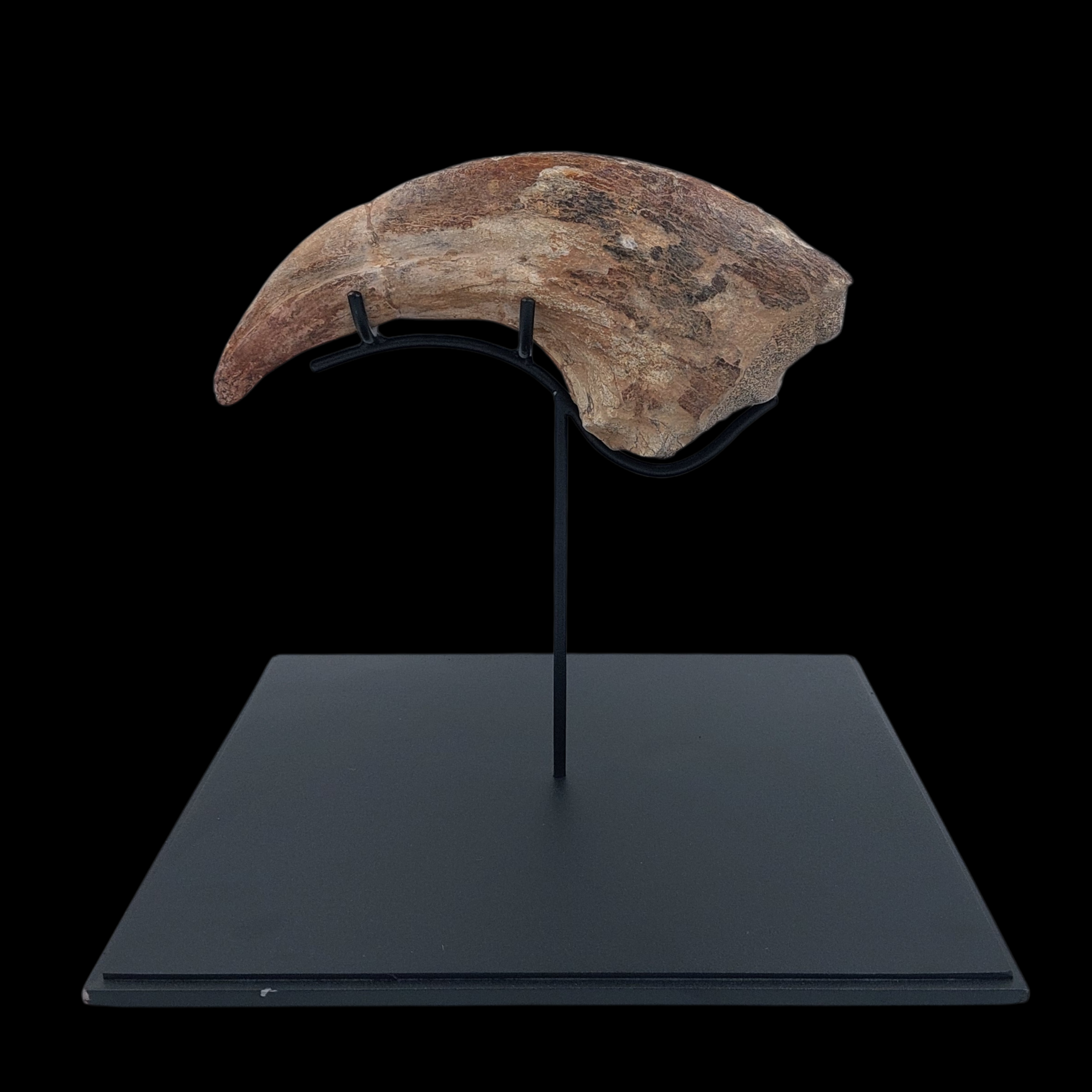 Cretaceous Giant Theropod Claw - preview photo 2123