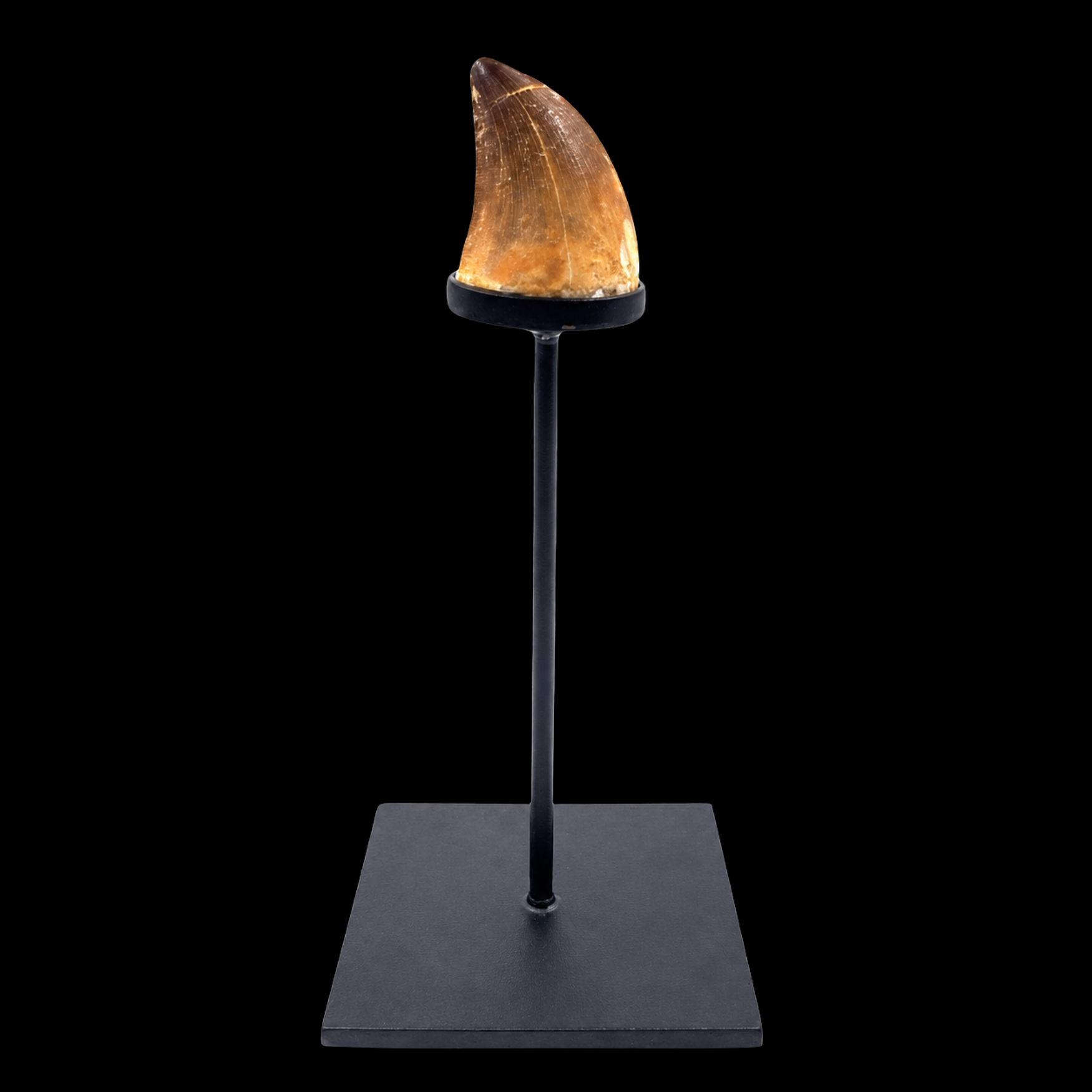 Mosasaur Tooth – Relic of a Cretaceous Sea Predator - preview photo 2123