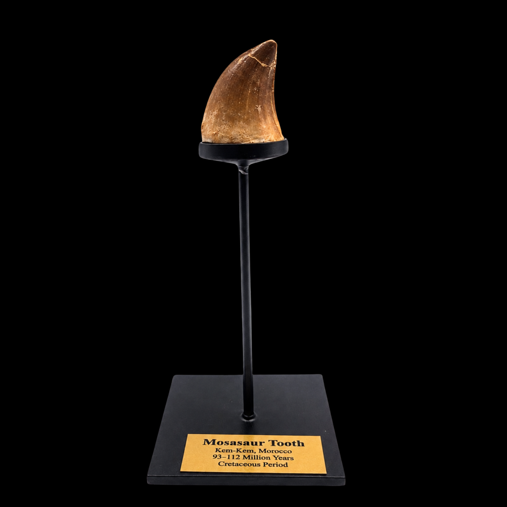 Mosasaur Tooth – Relic of a Cretaceous Sea Predator - preview photo 1123