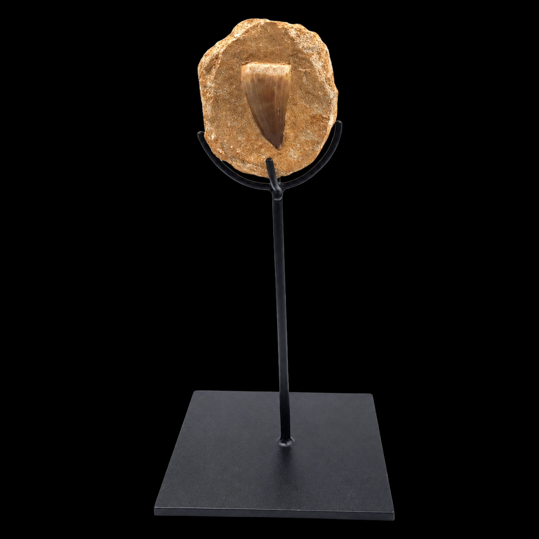Fossilized Mosasaur Tooth in Natural Matrix - preview photo 1123