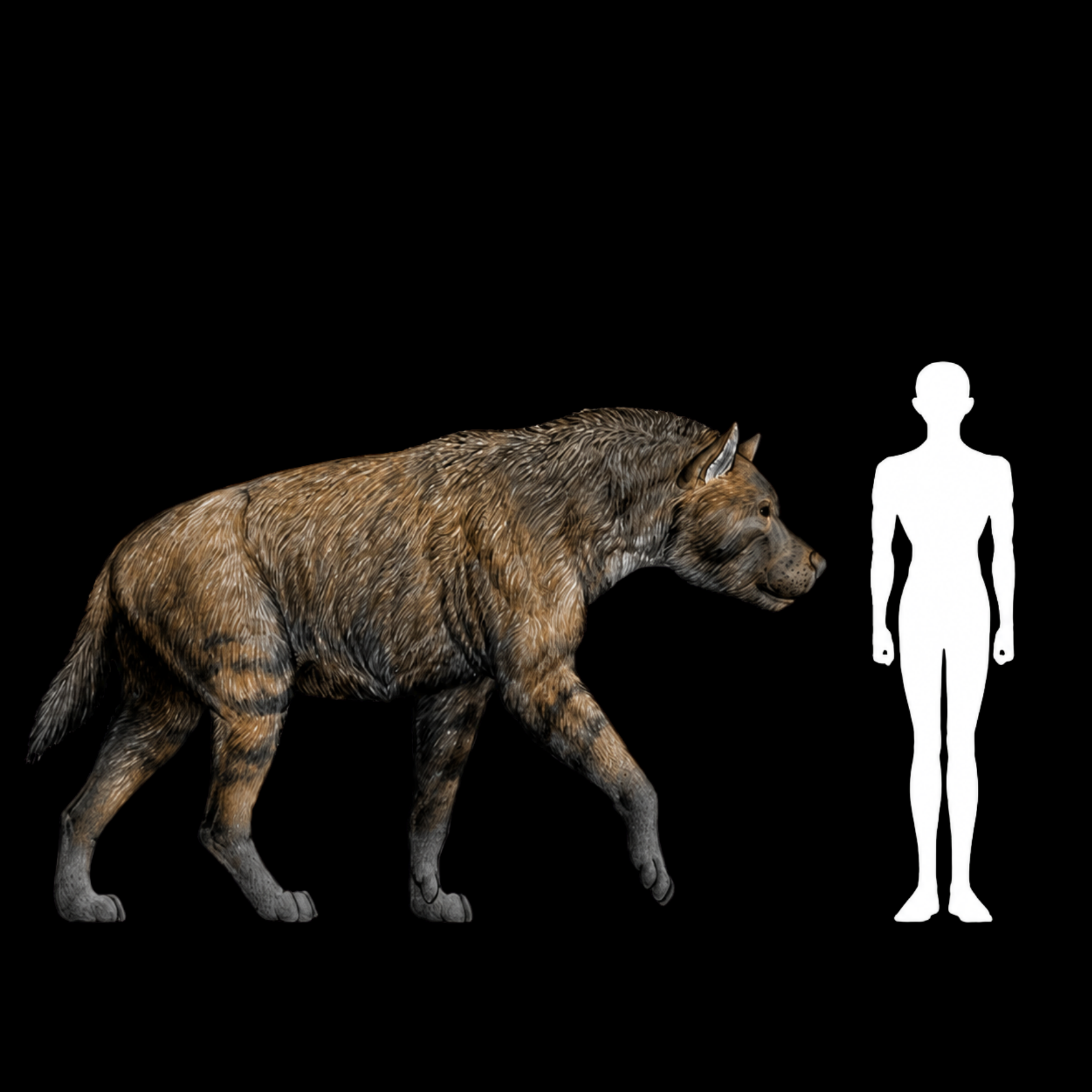 Dinocrocuta Skull - Relic of a Miocene Bone-Crushing Predator - preview photo 5123