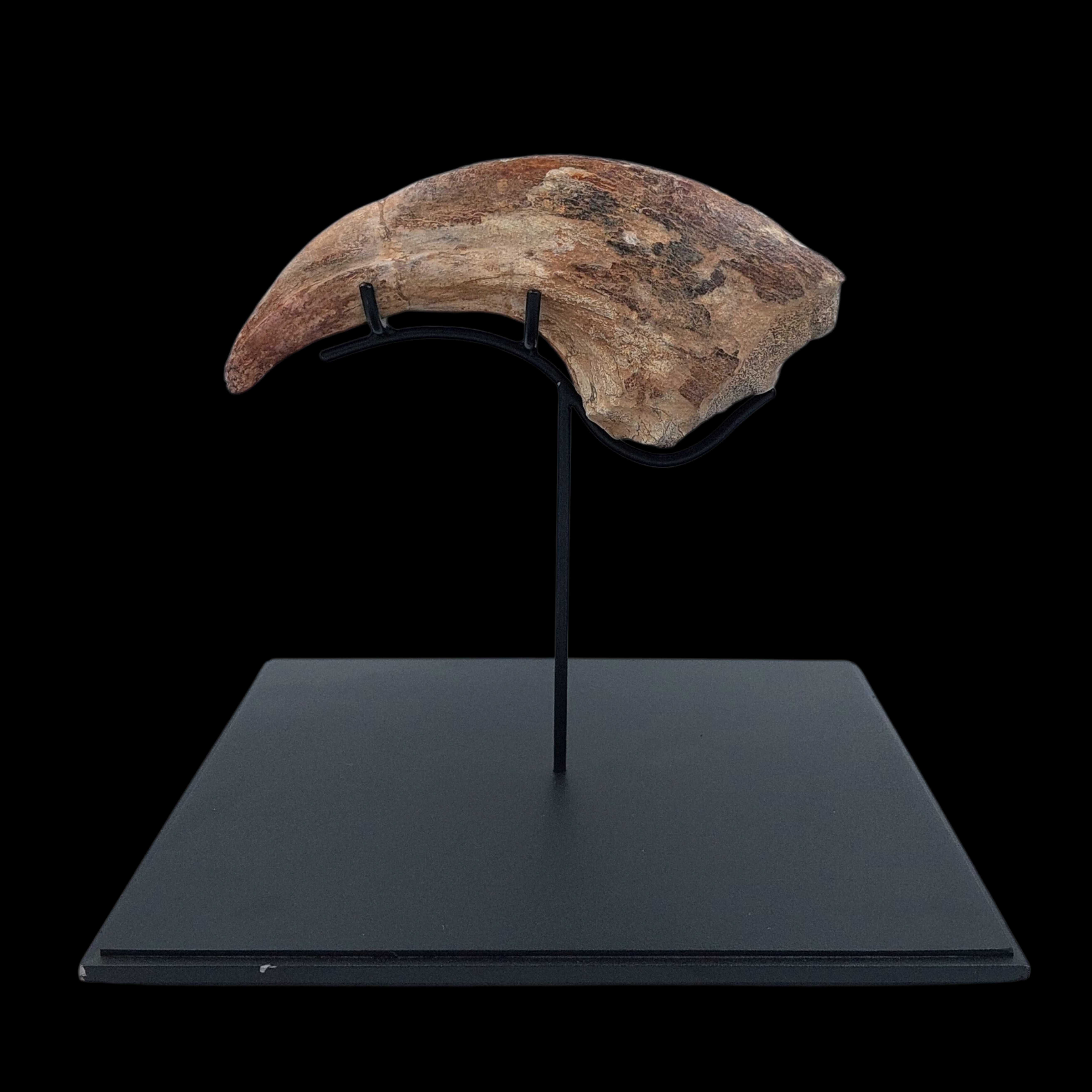 Cretaceous Giant Theropod Claw - preview photo 1123