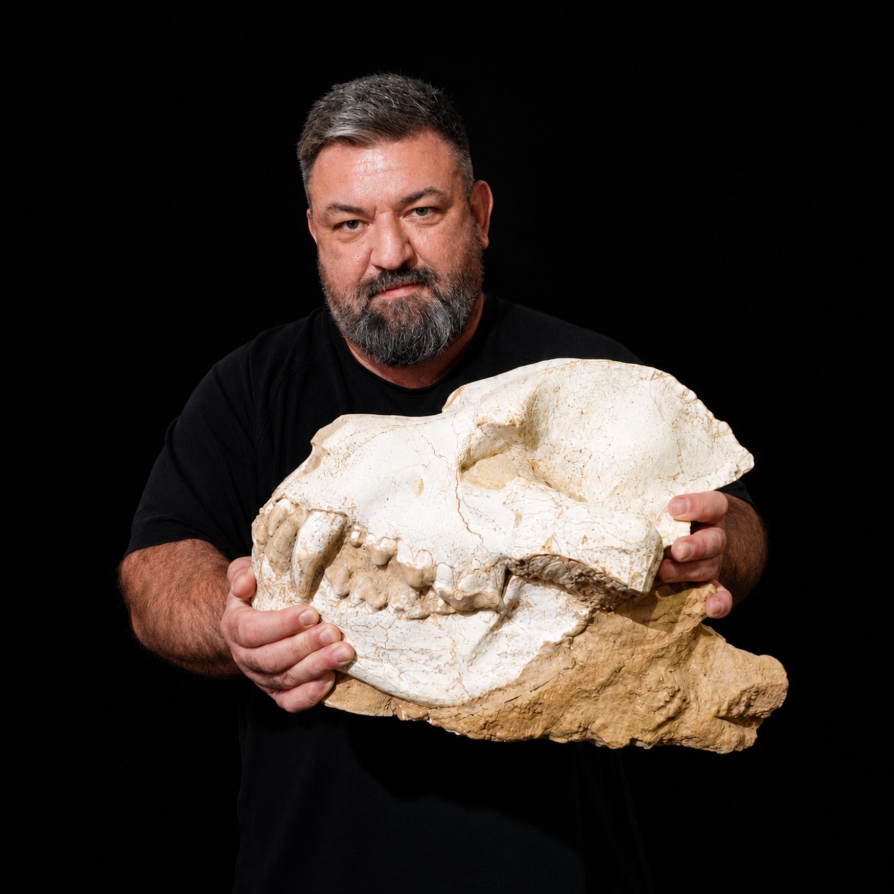 Dinocrocuta Skull - Relic of a Miocene Bone-Crushing Predator - preview photo 5123