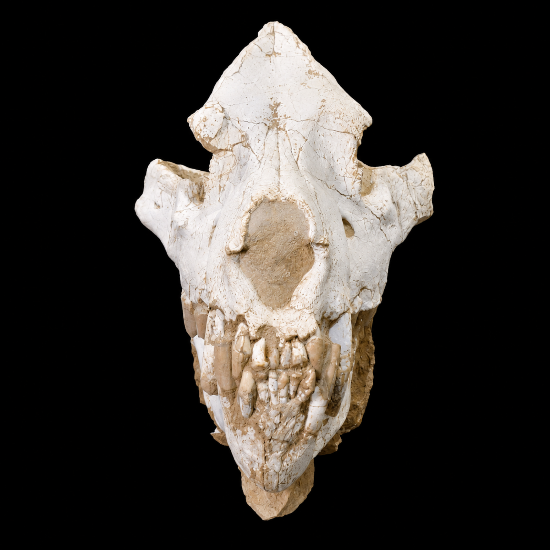 Dinocrocuta Skull - Relic of a Miocene Bone-Crushing Predator - preview photo 2123