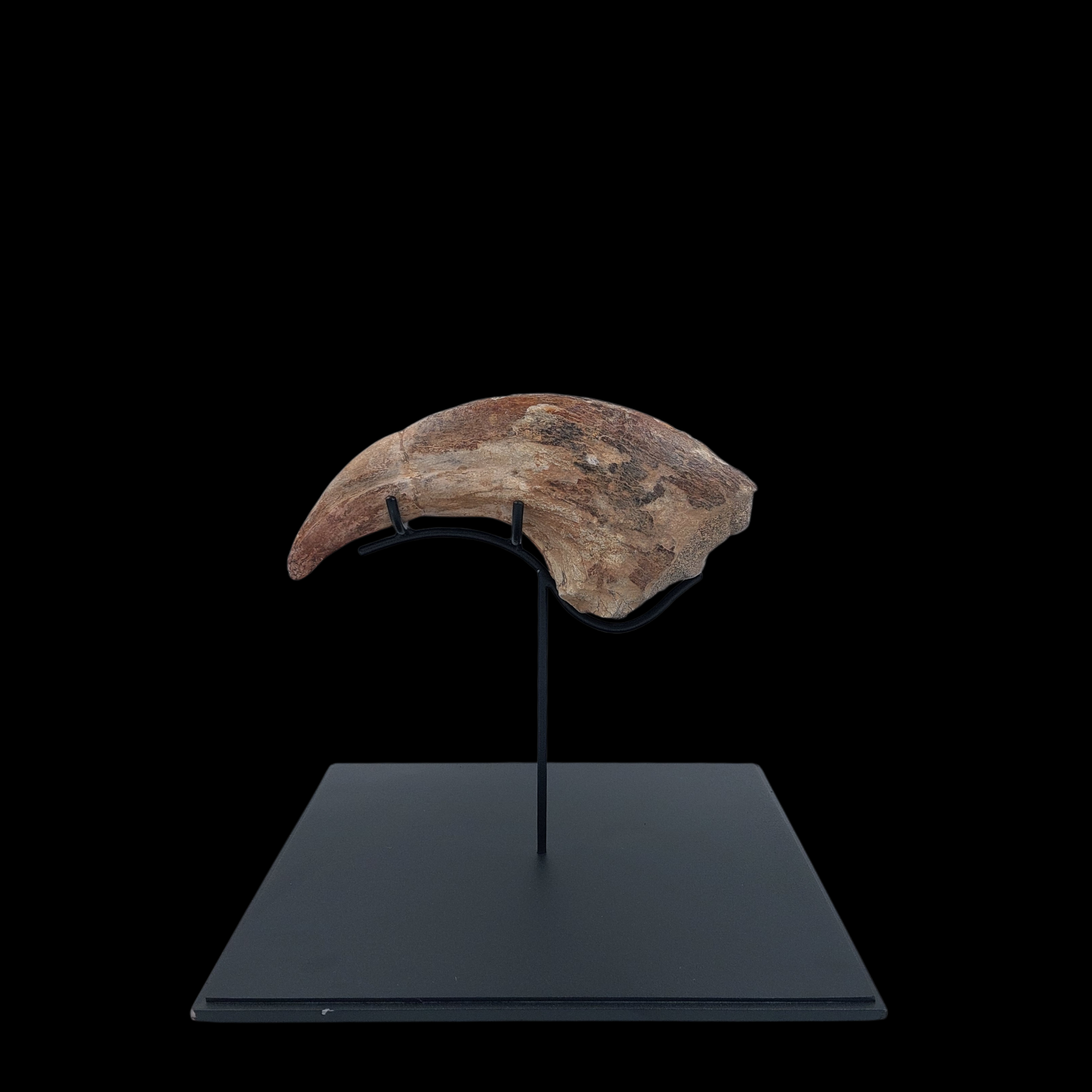 Cretaceous Giant Theropod Claw - preview photo 2123