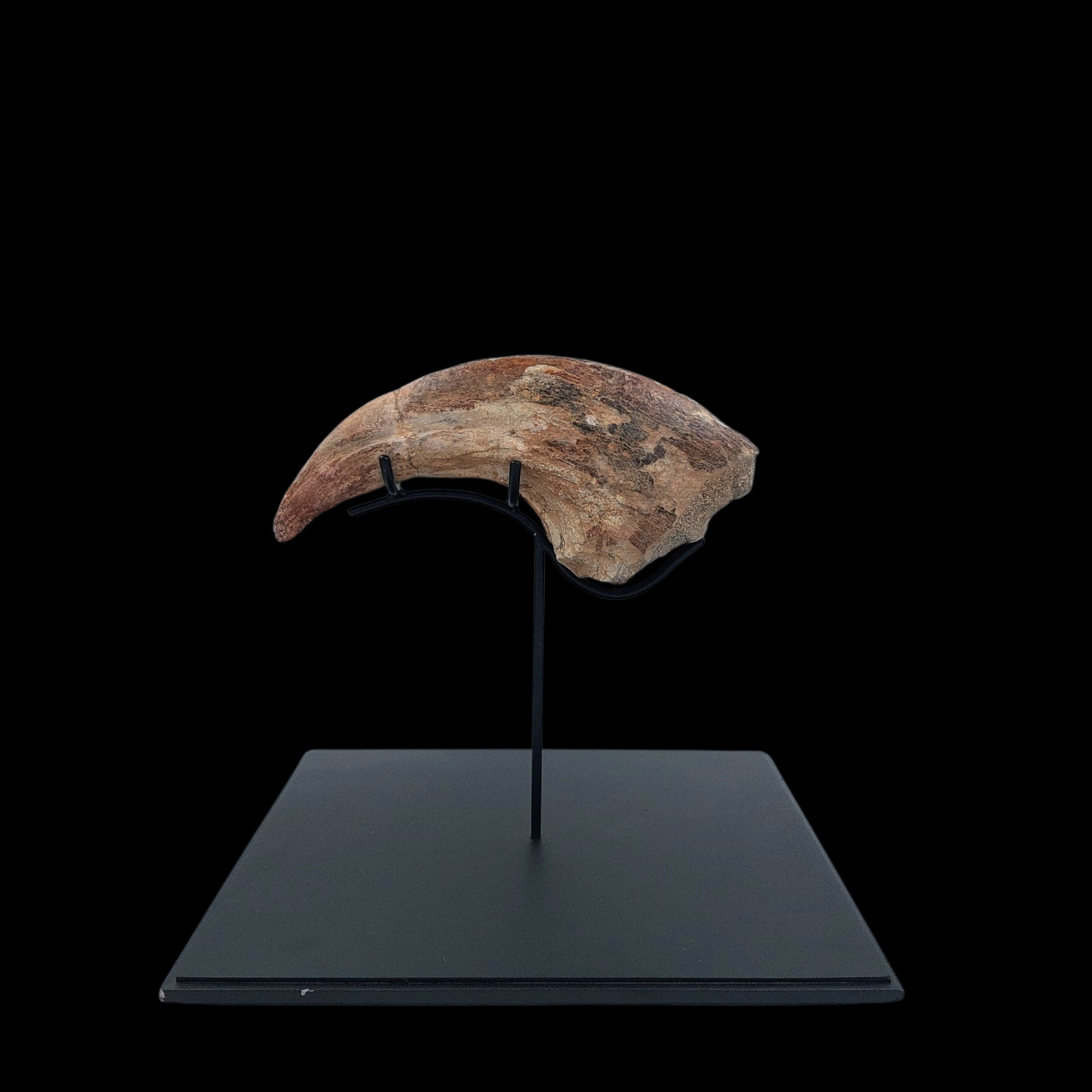 Photo (65) Cretaceous Giant Theropod Claw123