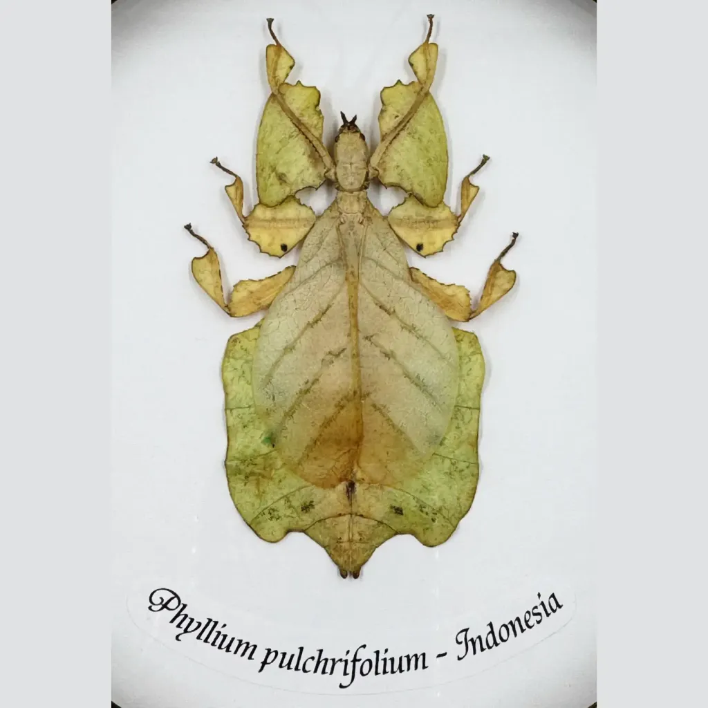 Phyllium pulchrifolium – Nature’s Living Leaf from Indonesia - preview photo 5123
