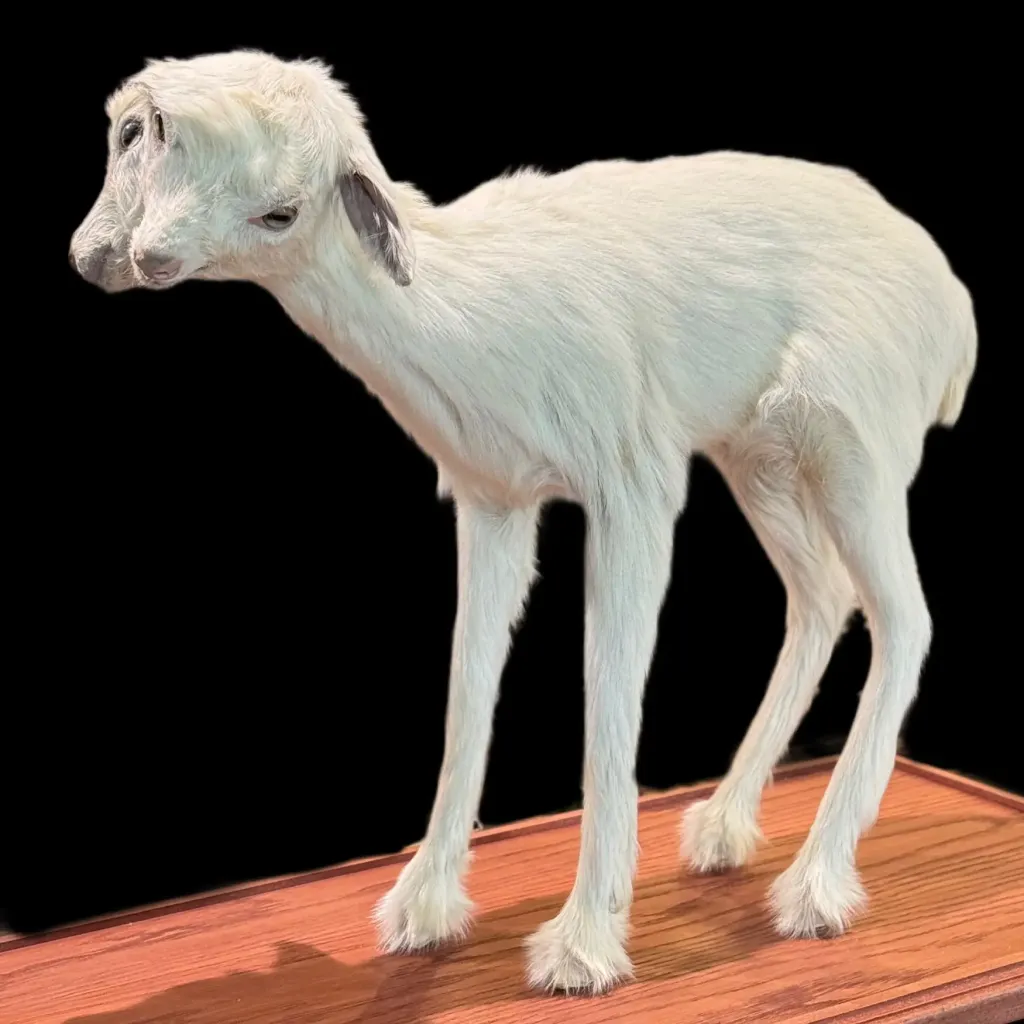 Mythical Mirrors: Rare Two-Headed Yeanling Preserved - preview photo 1123